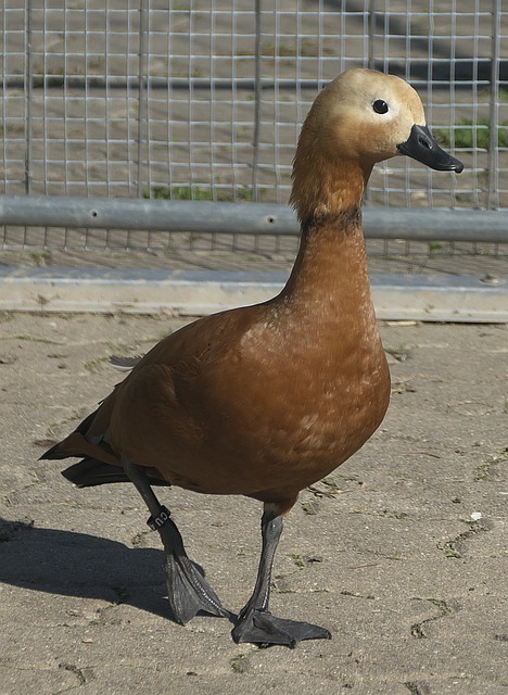 库里尽显成